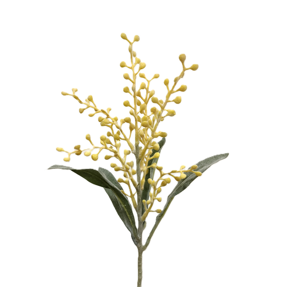 Coriaria