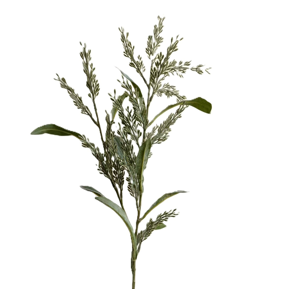 Pampasgrass 24" - Green
