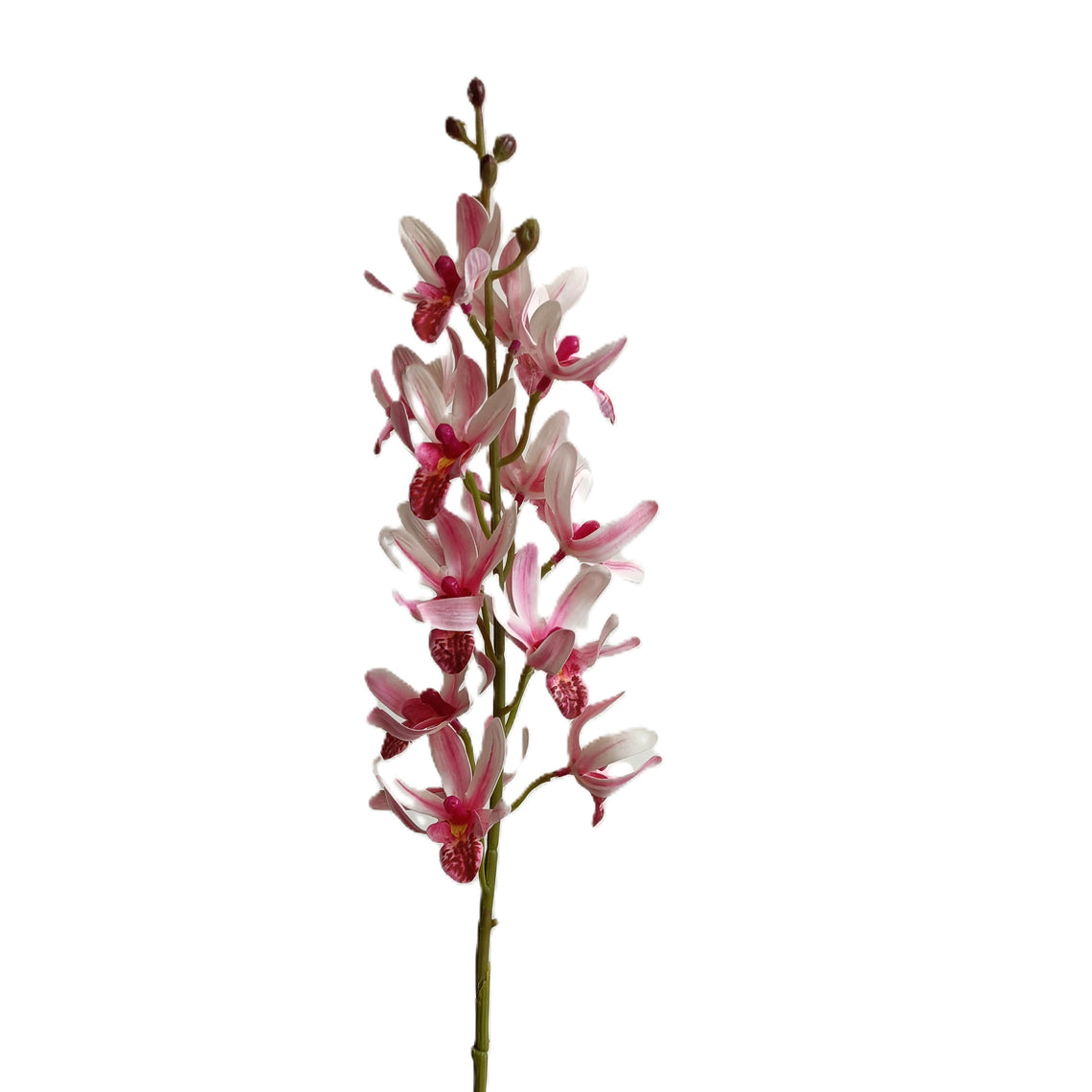 Cymbidium Sinen