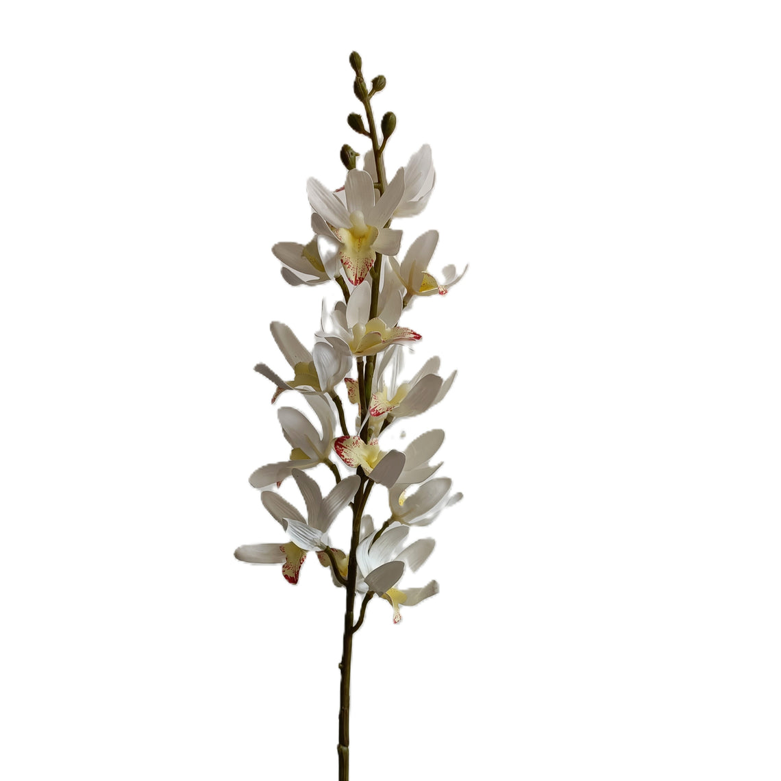 Cymbidium Sinen