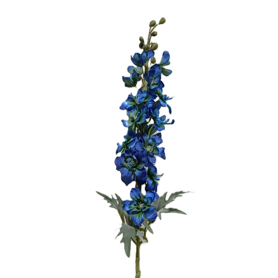 Delphinium