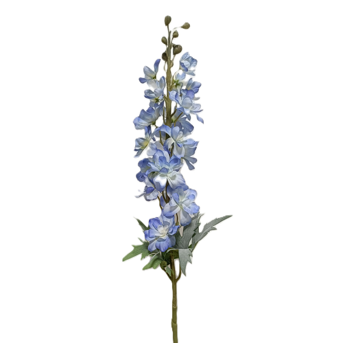 Delphinium