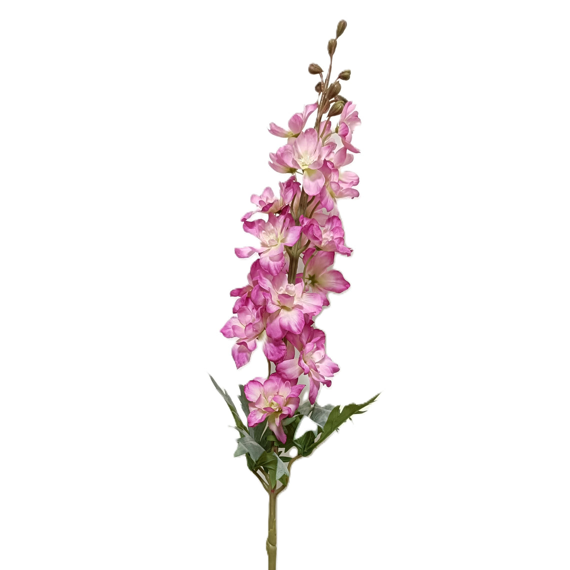 Delphinium