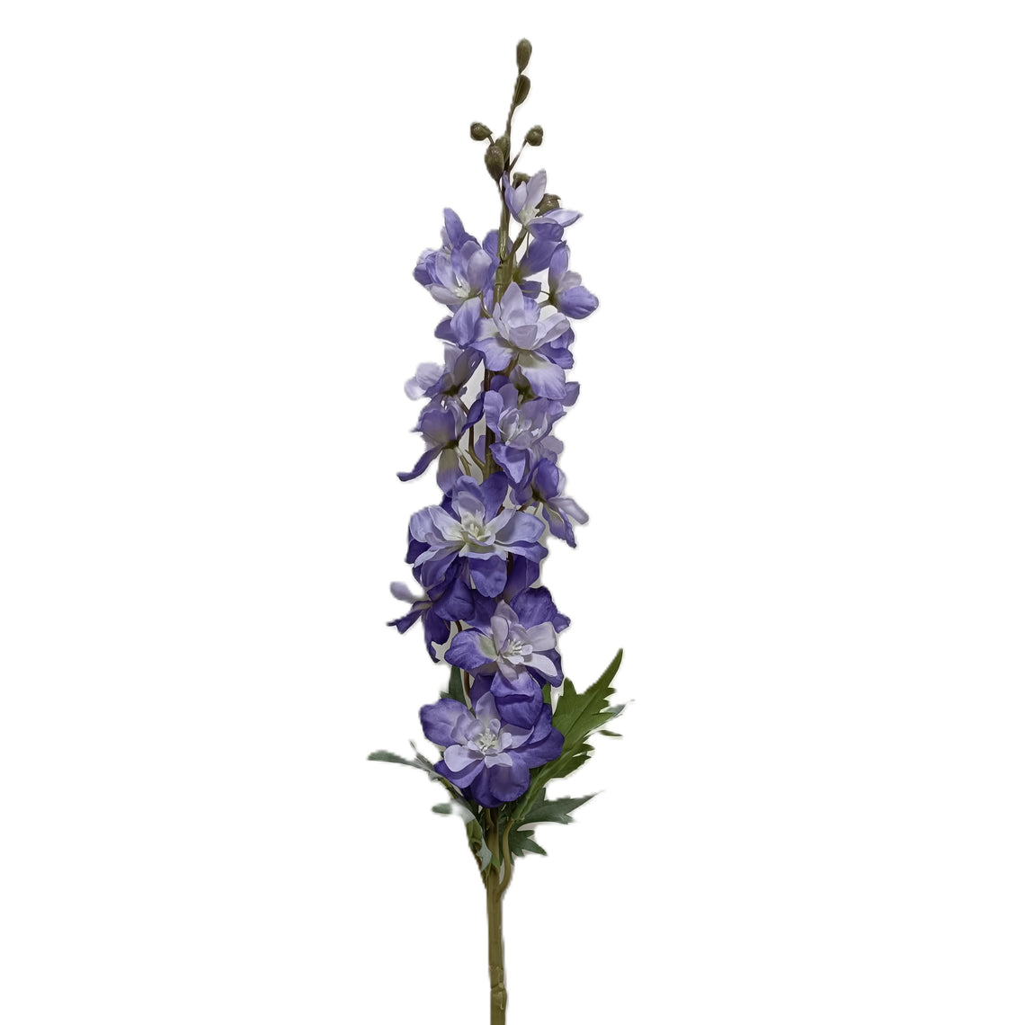 Delphinium