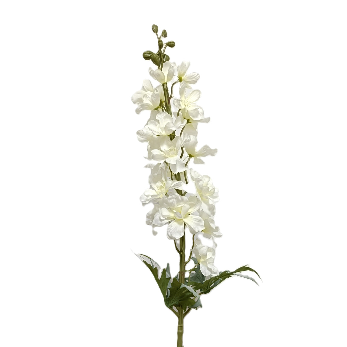 Delphinium