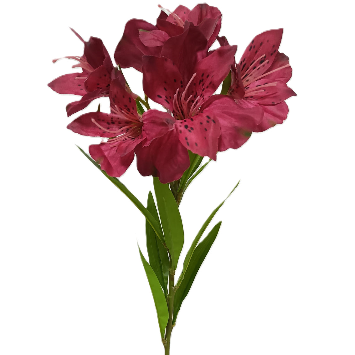 Azalea