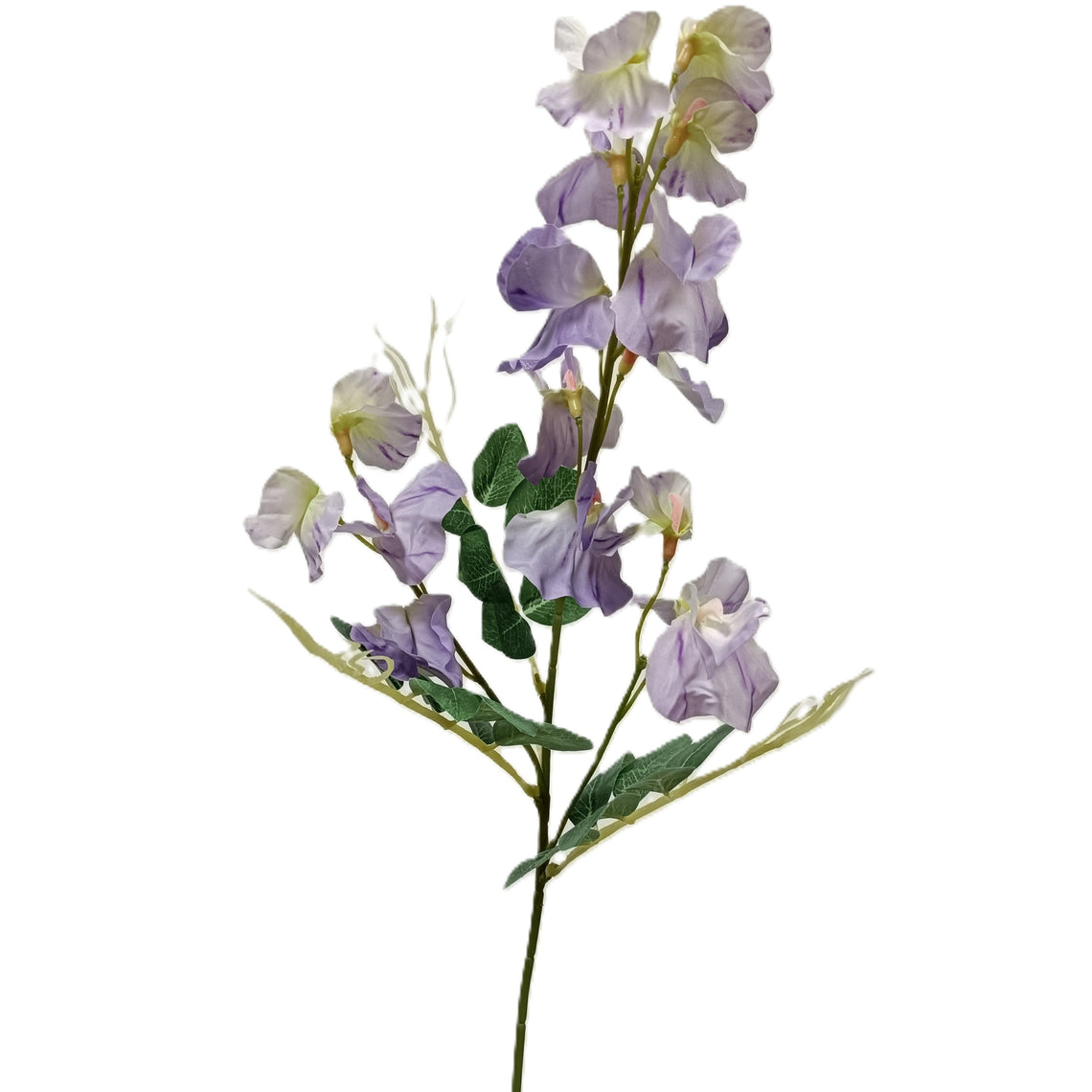 Pea Blossom