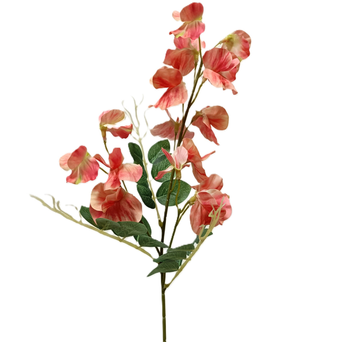 Pea Blossom