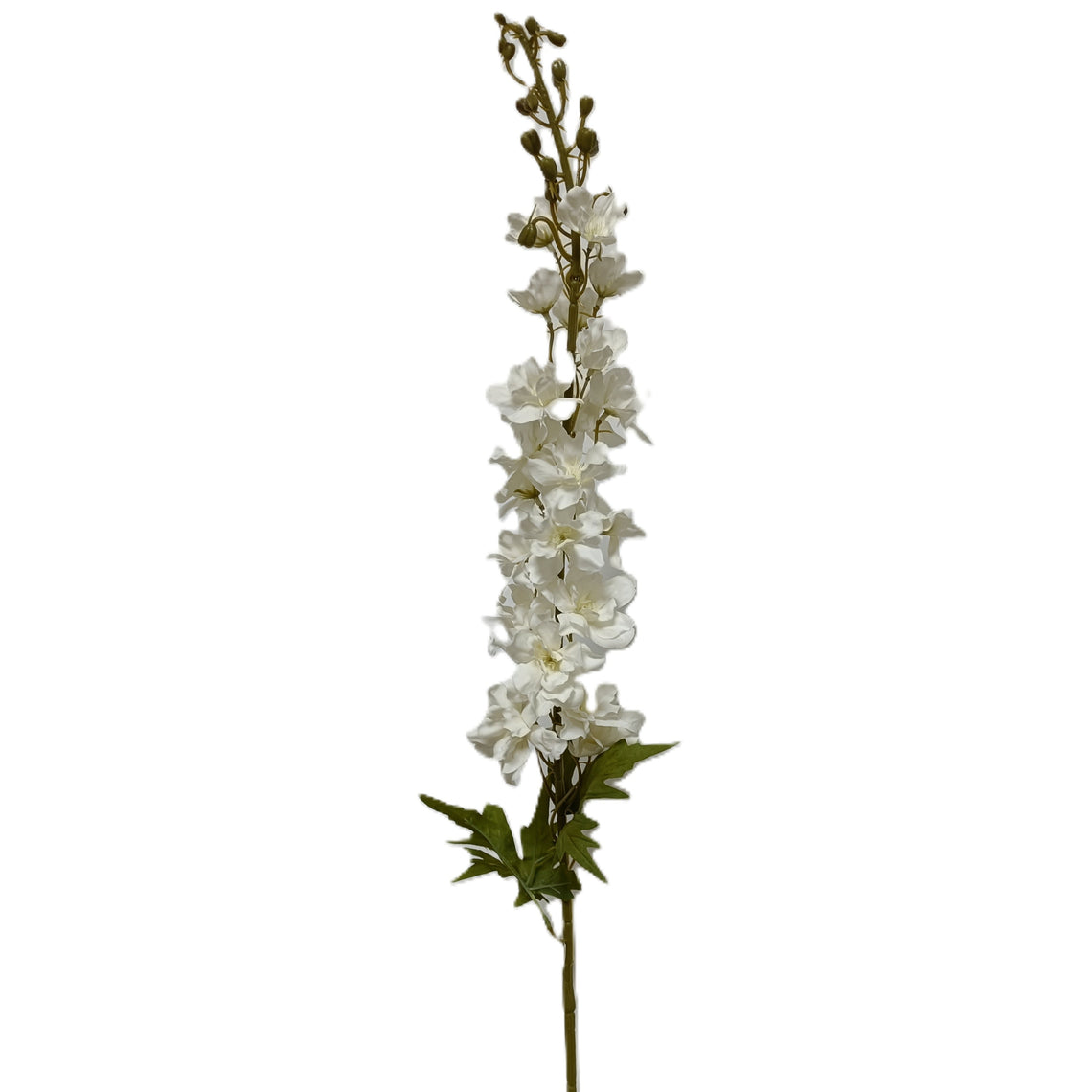 Delphinium