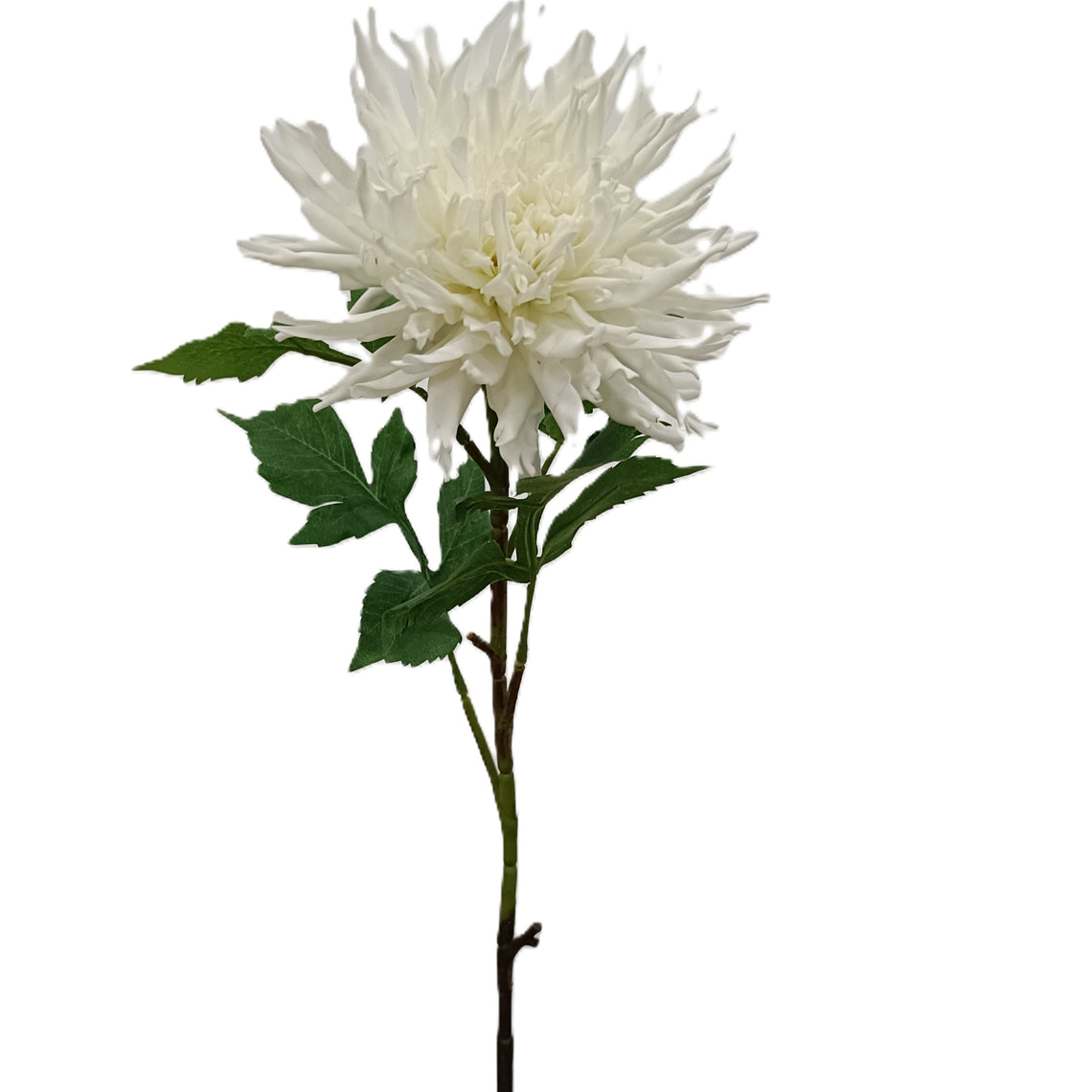 Chrysanthemum