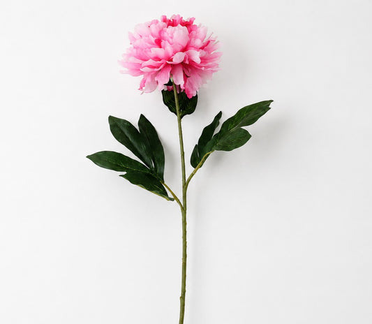 FS196 PI PEONY 31" PK 24