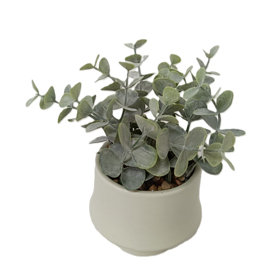 Rosemary Bonsai