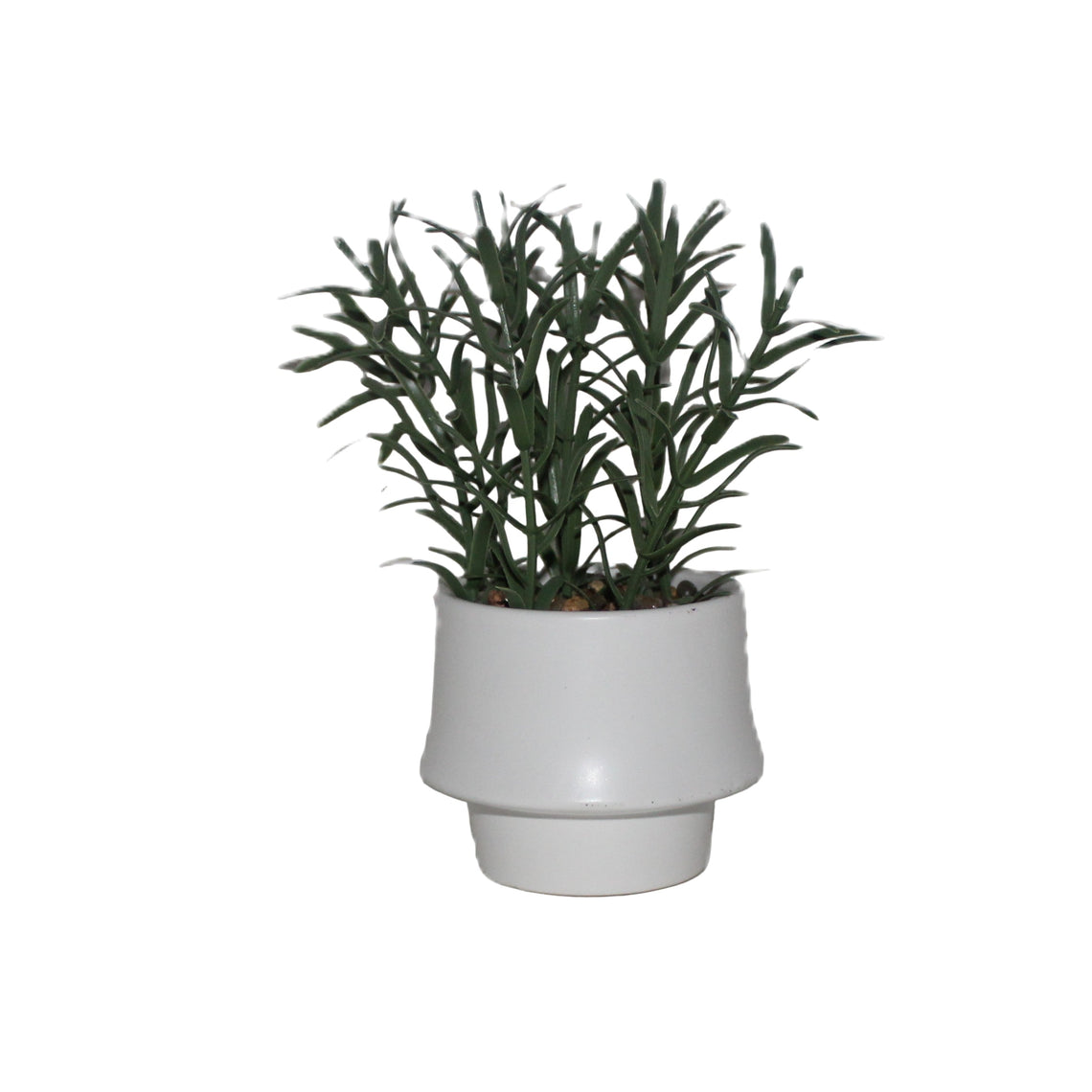 PTG101 Rosemary Bonsai 4" x 4" x 7"