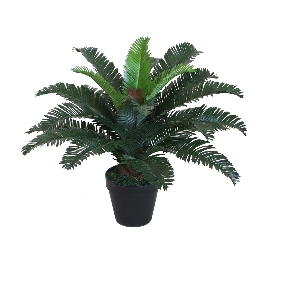 Cycas