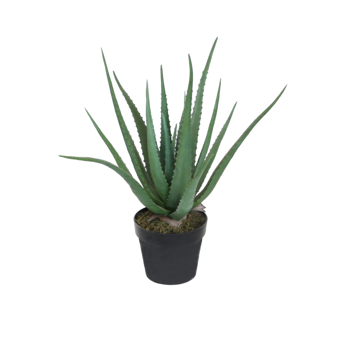 Aloe