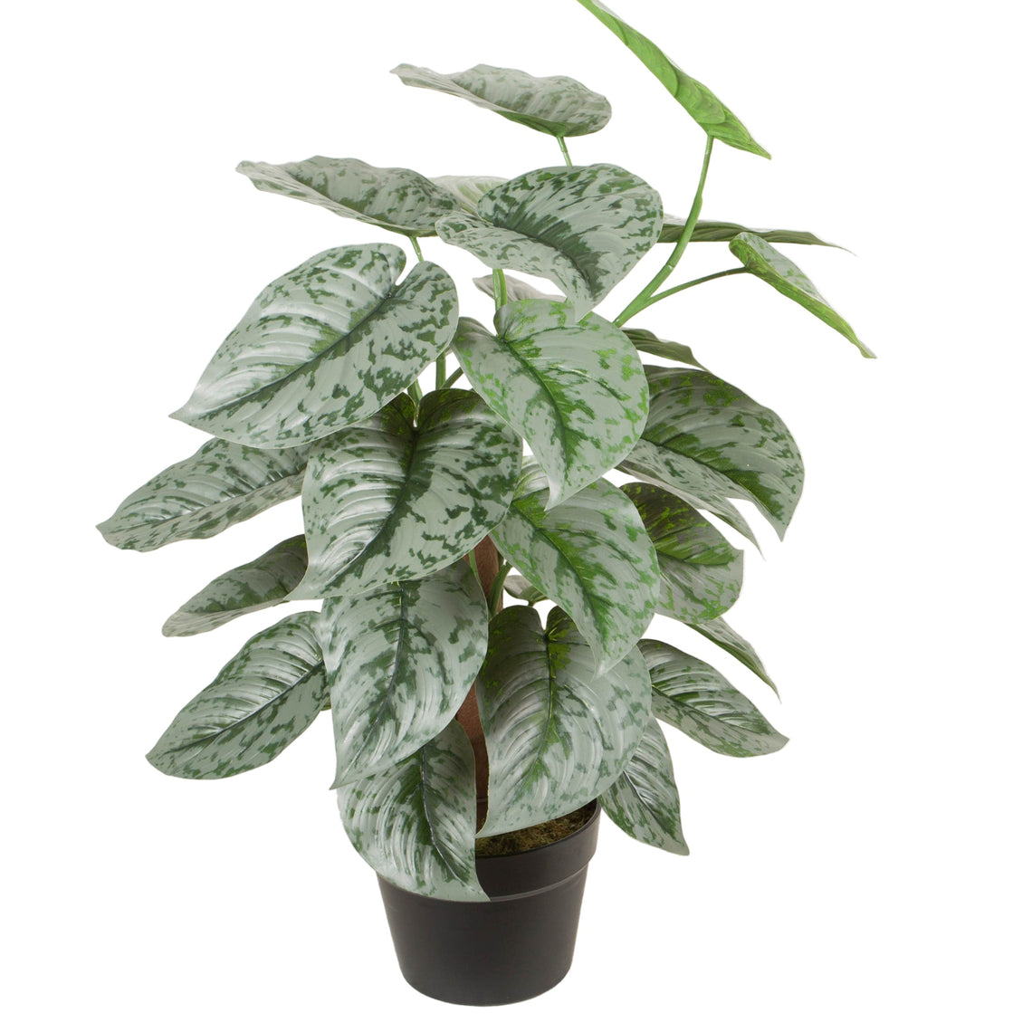 Scindapsus Pictus
