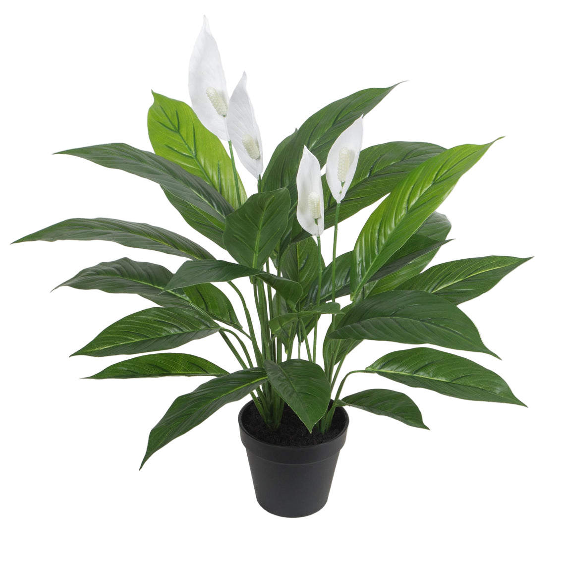 Potted Spathe Flower