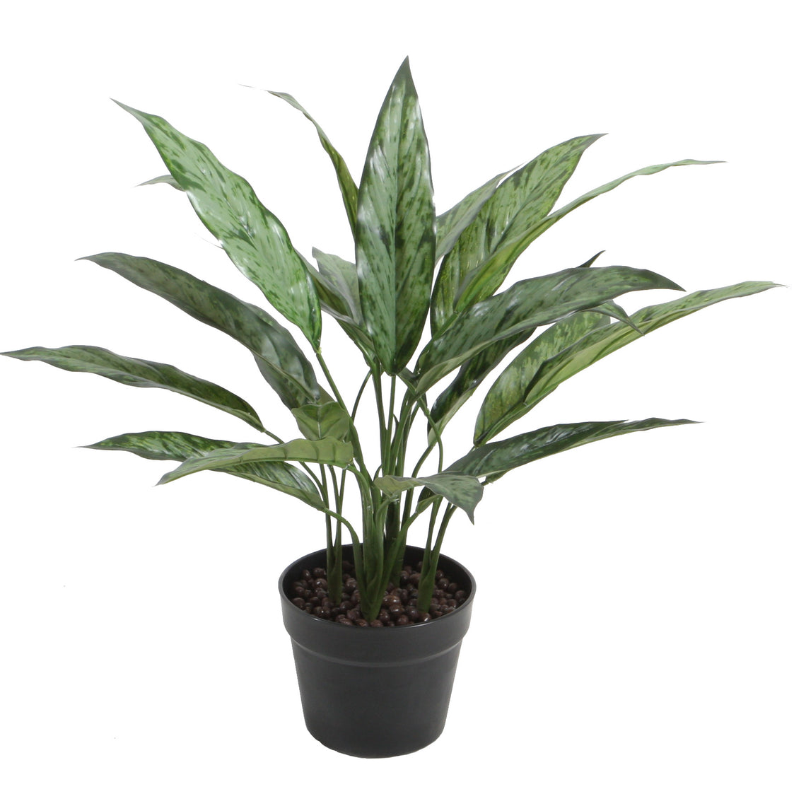 Potted Aglaonema Variegated