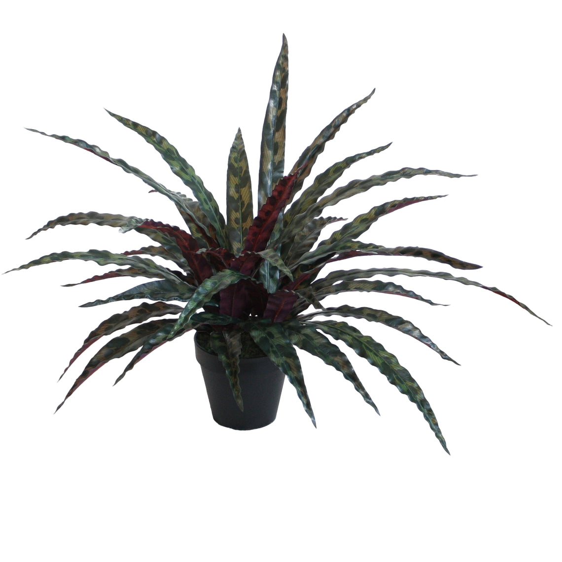 Potted Calathea Insignis