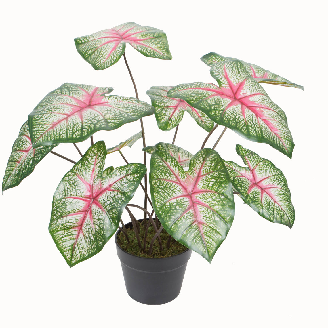 Potted Caladium
