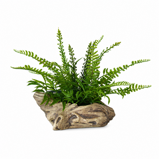 PTG128 Potted Fern 11.5" PK 6