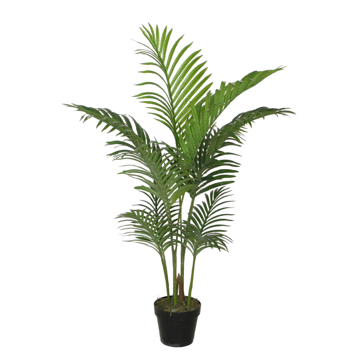 PTT100 Areca Palm 3'