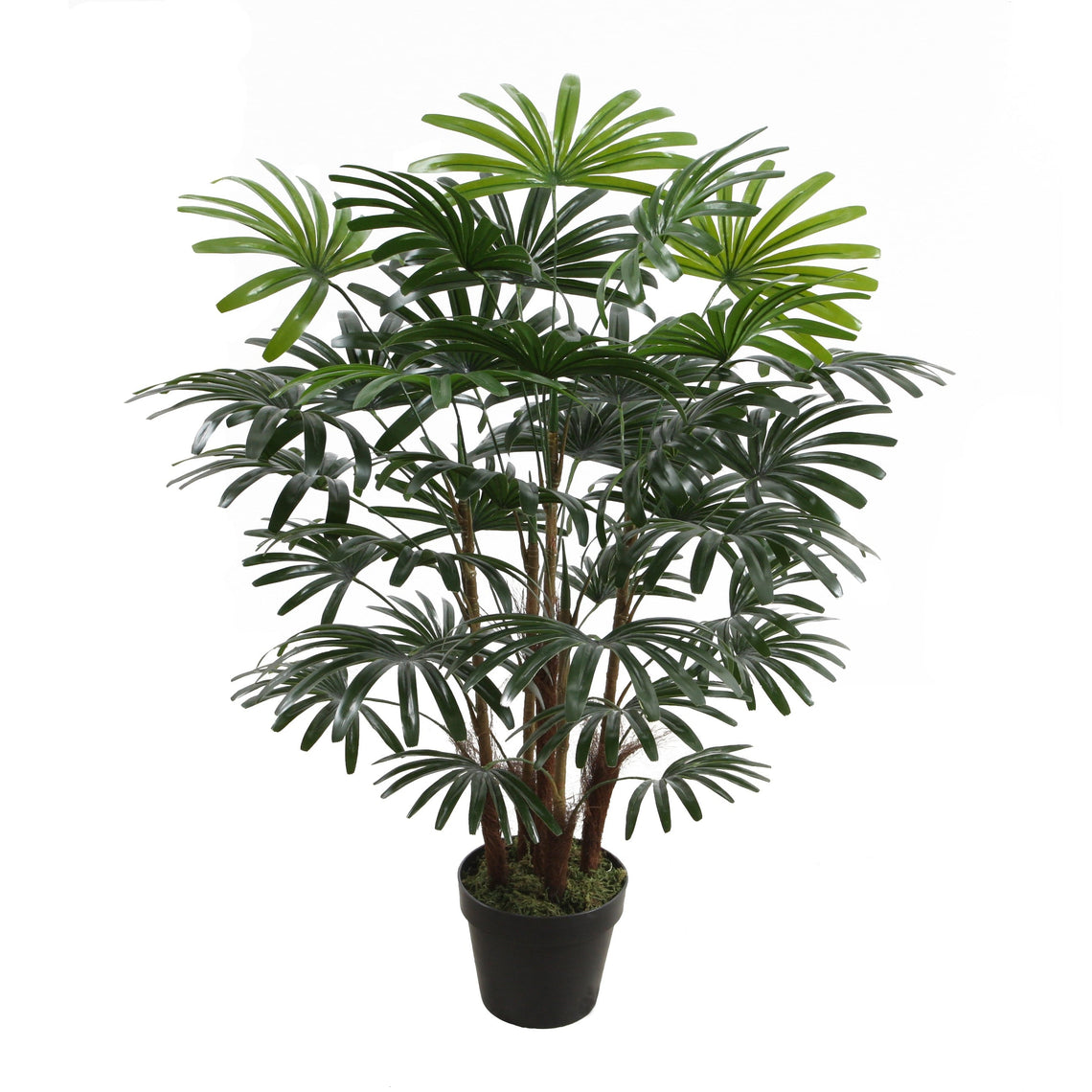 Rhapis