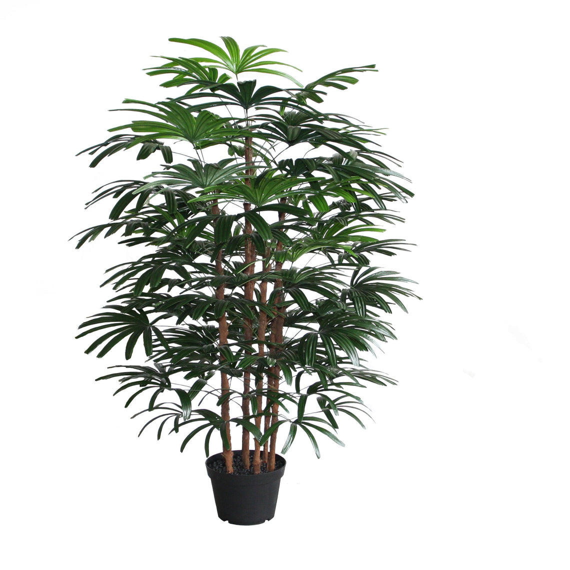 Rhapis Excelsa