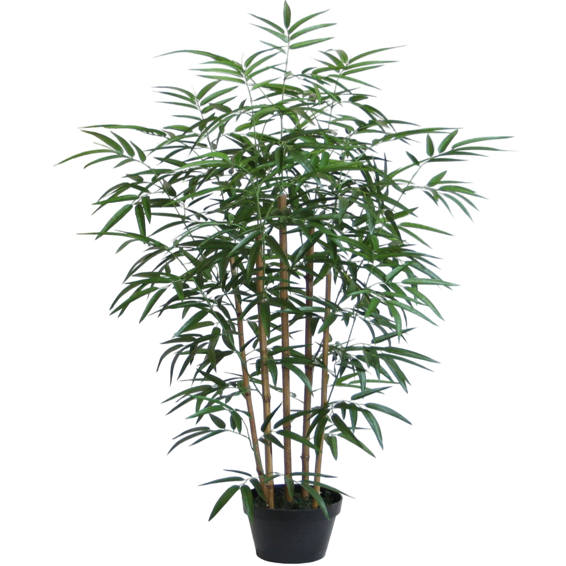 Bamboo Tree