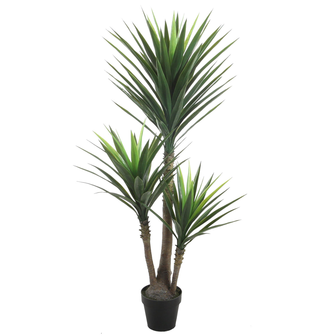 Yucca