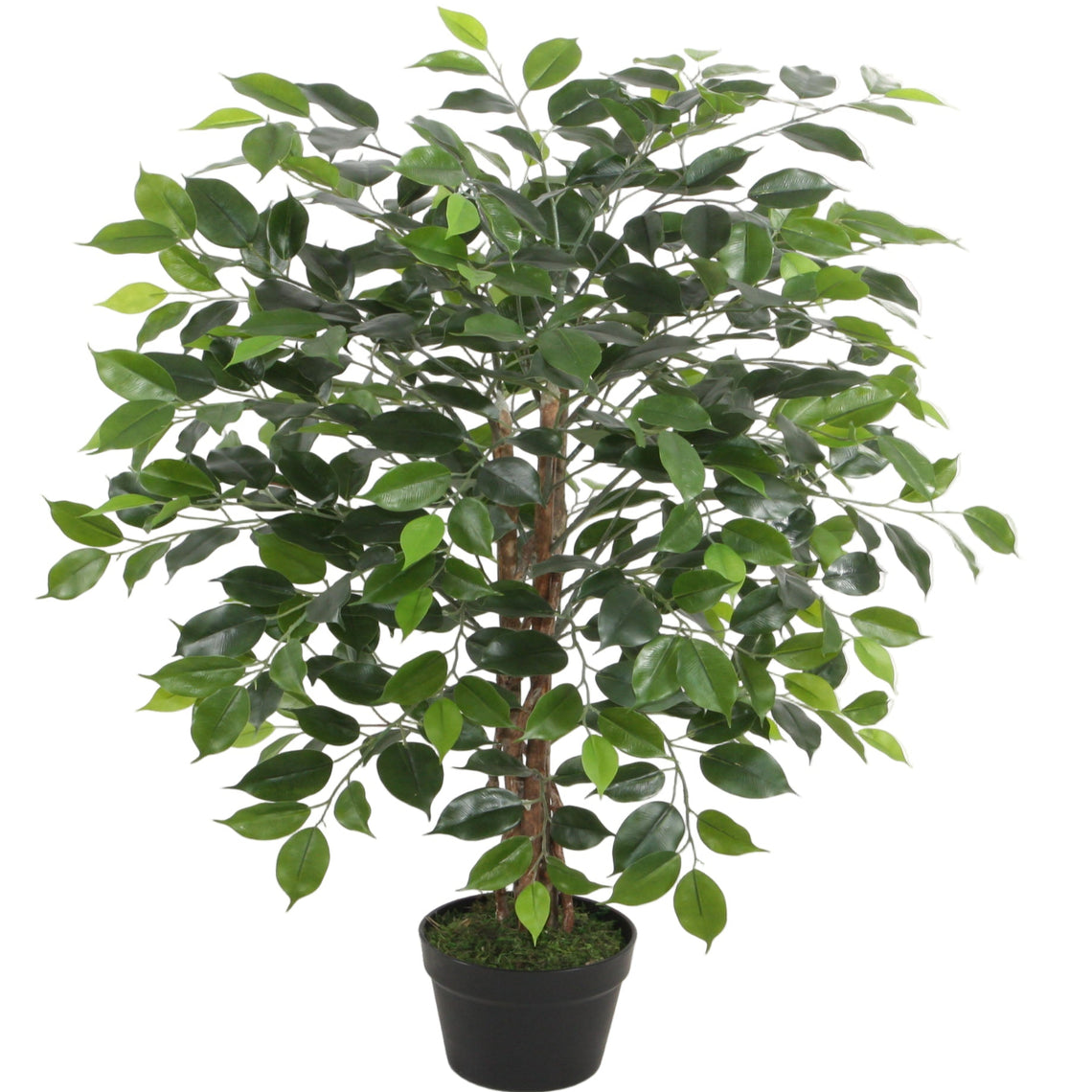Wood Trunk Ficus Tree