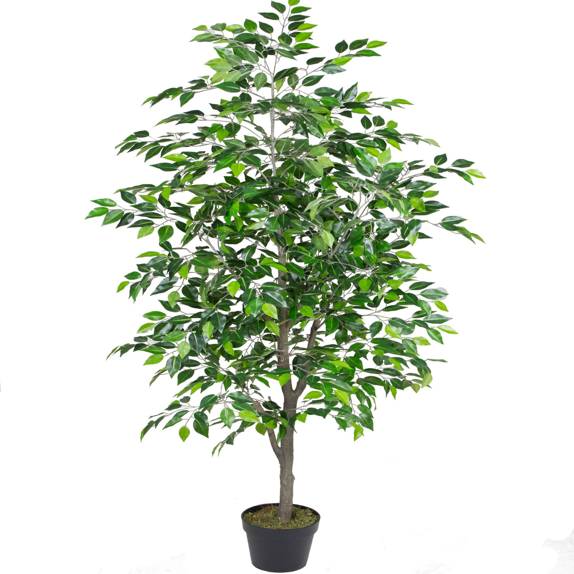 Mini Ficus Tree