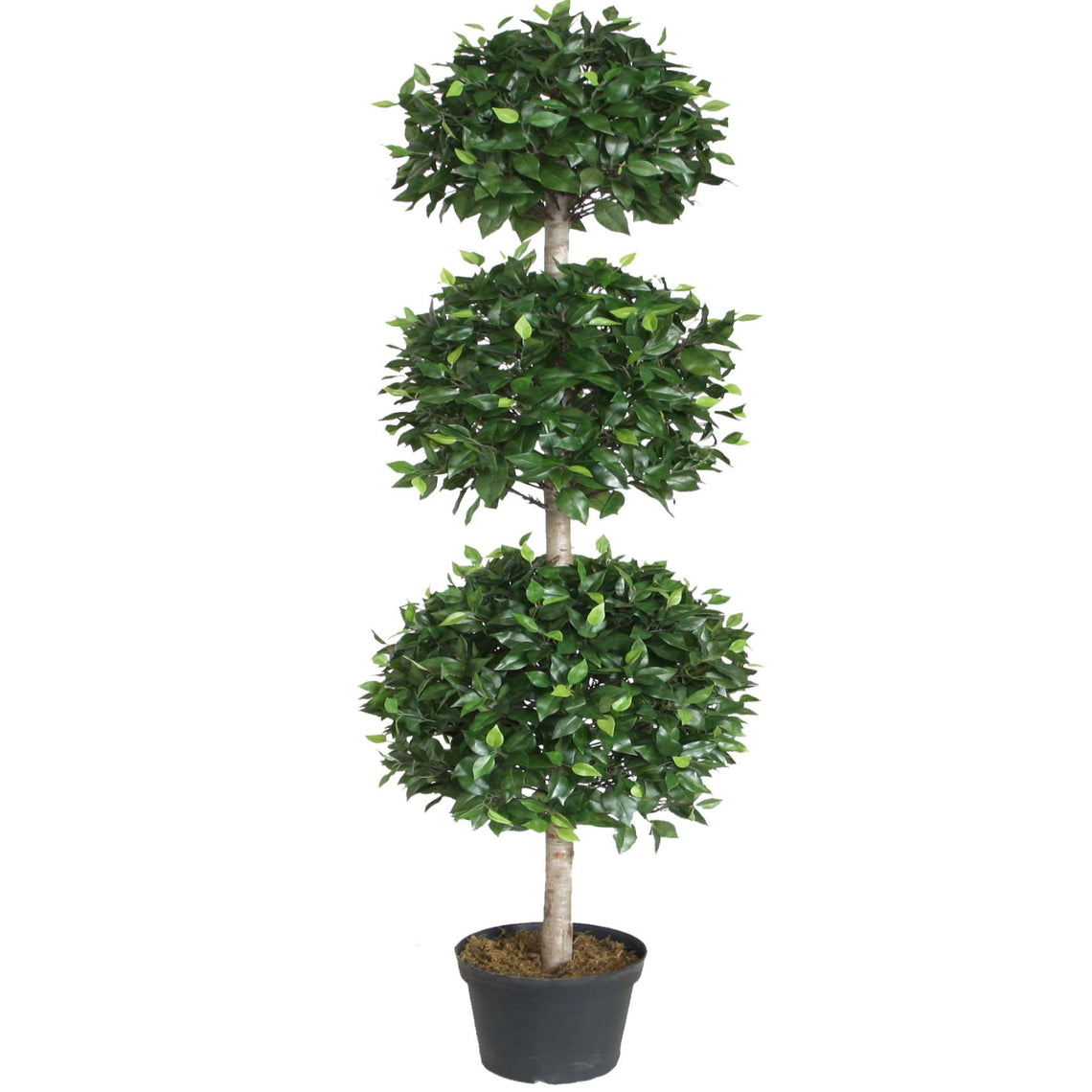Ficus Triple Topiary w/Wood Trunk 3.5'