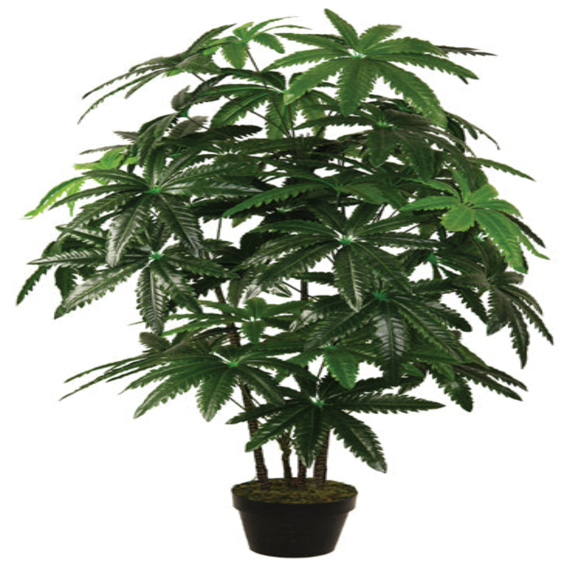 Dizygotheca