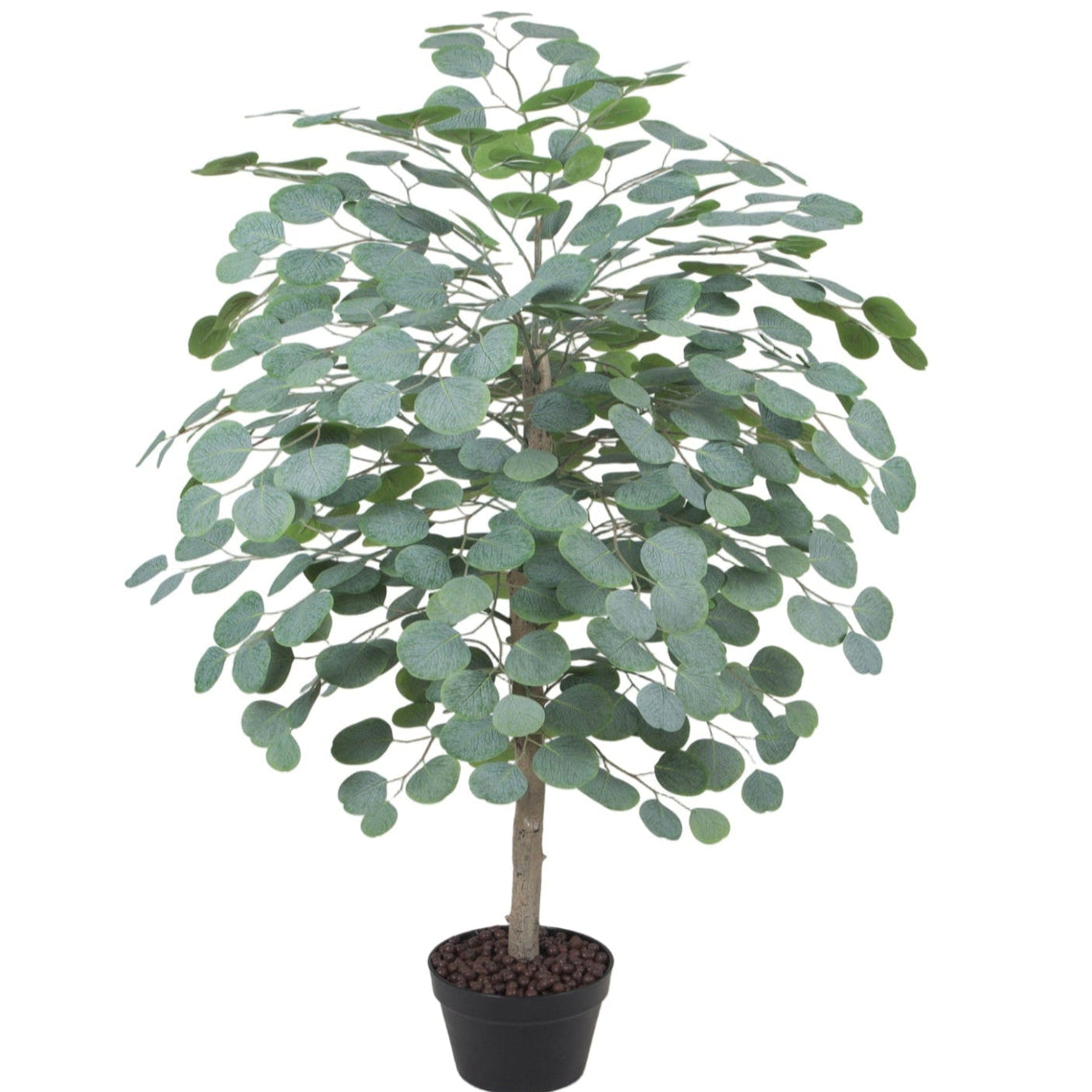 Eucalyptus