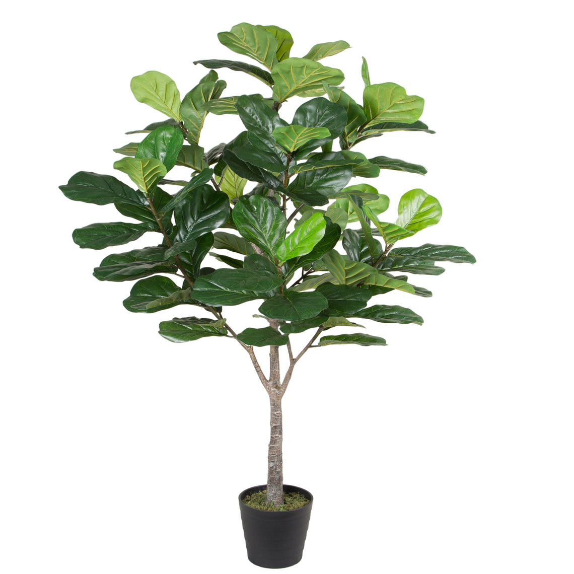 Fiddle Leaf Tree