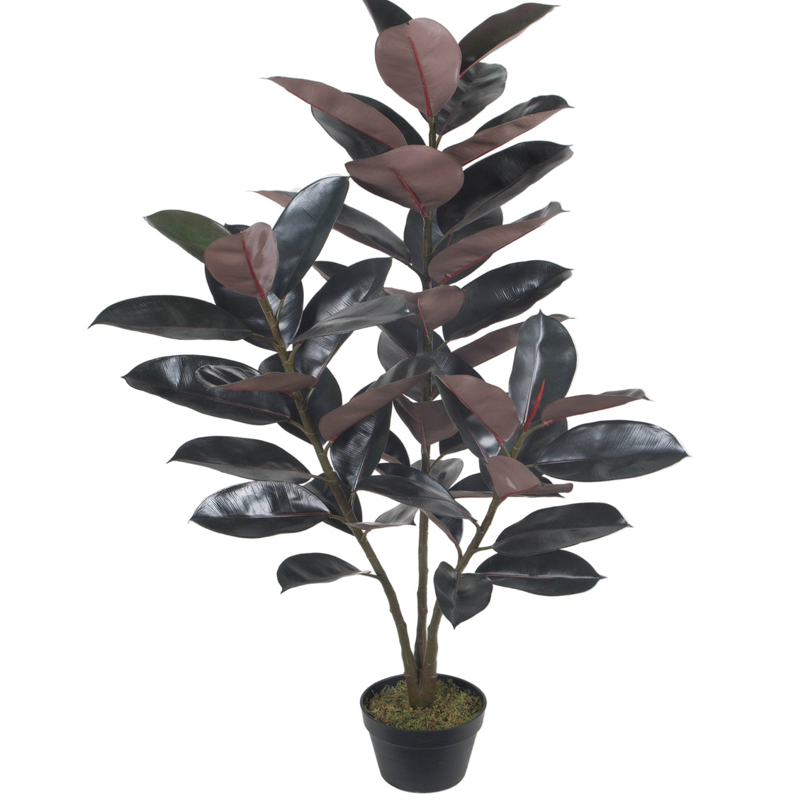 Rubber Plant