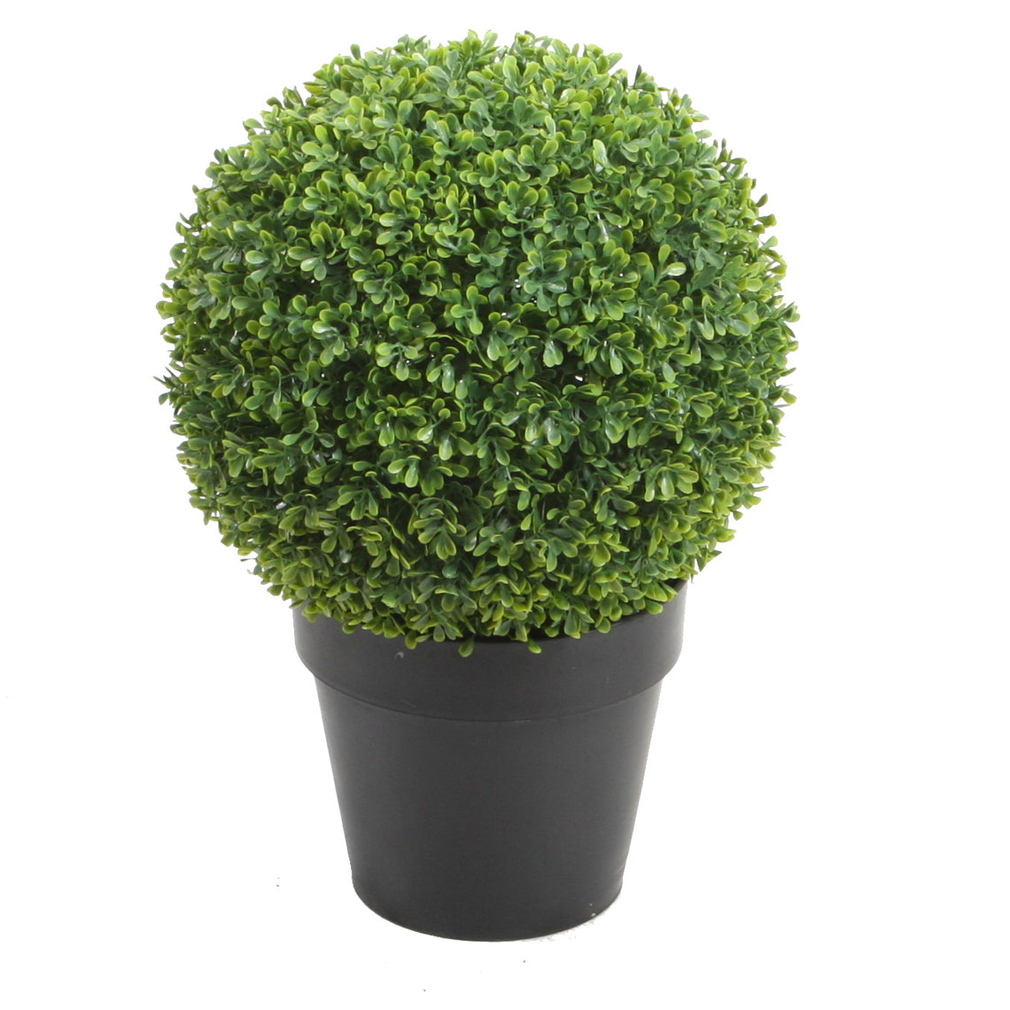 Boxwood Single Ball
