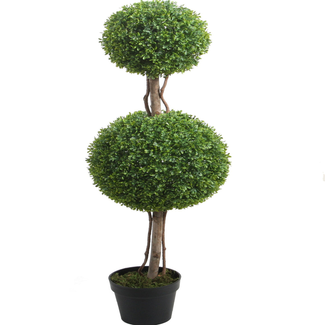 Boxwood Double Topiary