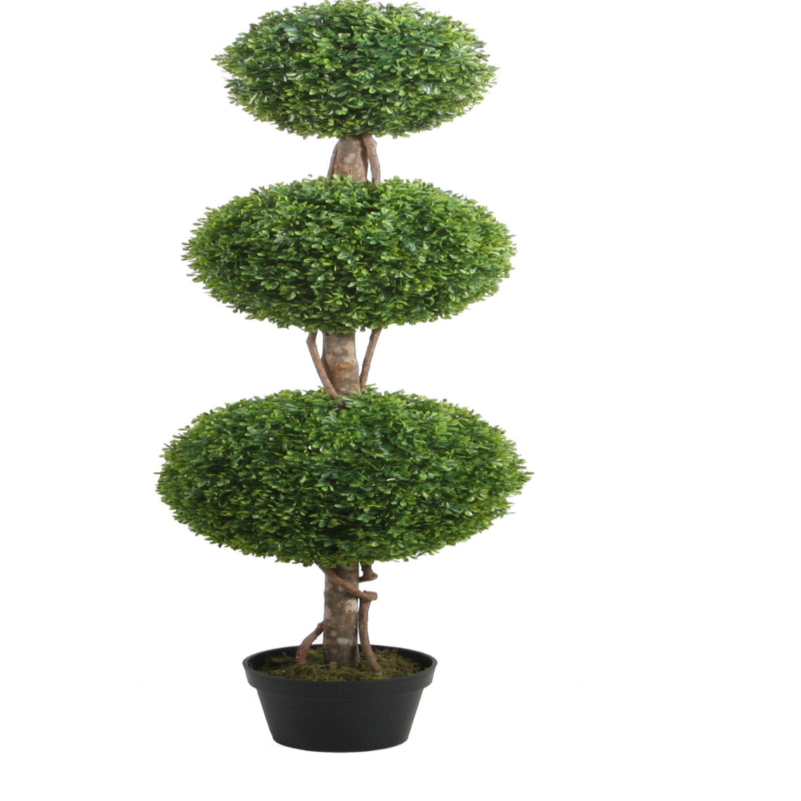 Boxwood Triple Topiary