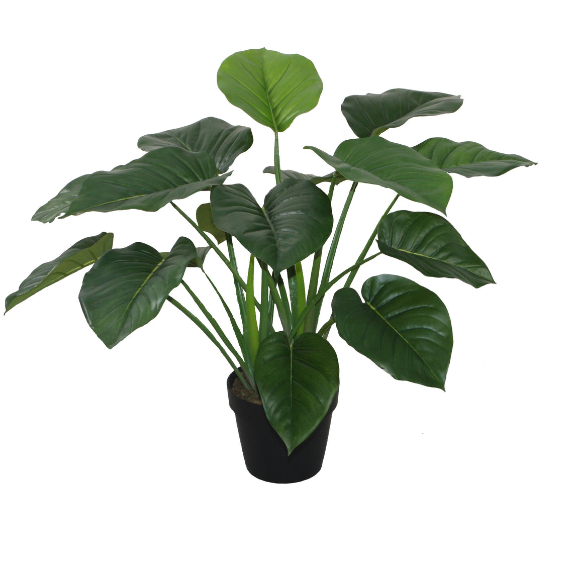 Pothos