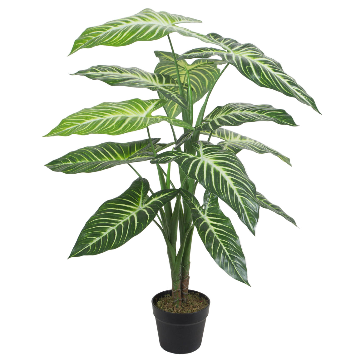 Caladium Lindenii