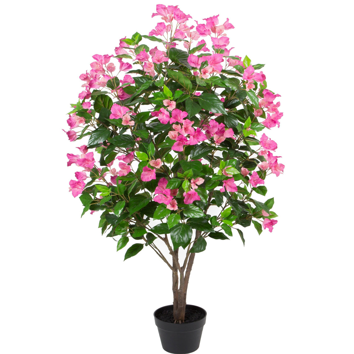 Bougainvillea
