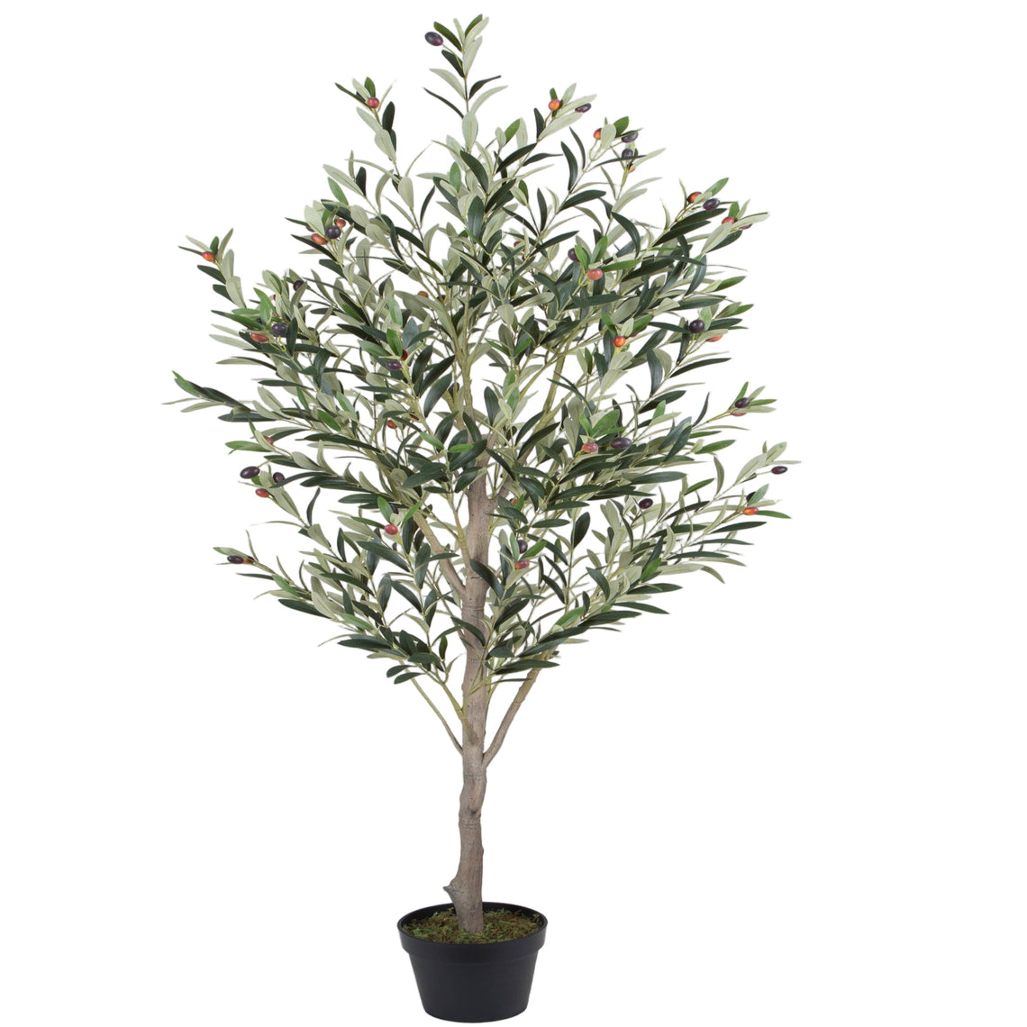 Olive Tree