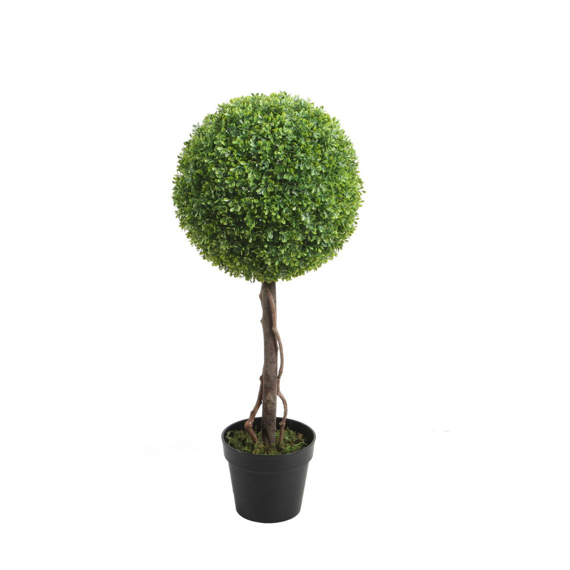 PTT123 Boxwood Single Topiary 3'