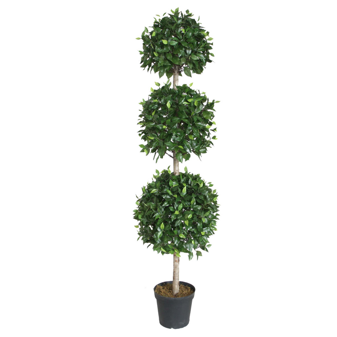 PTT112 Ficus Triple Topiary w/Wood Trunk 6'