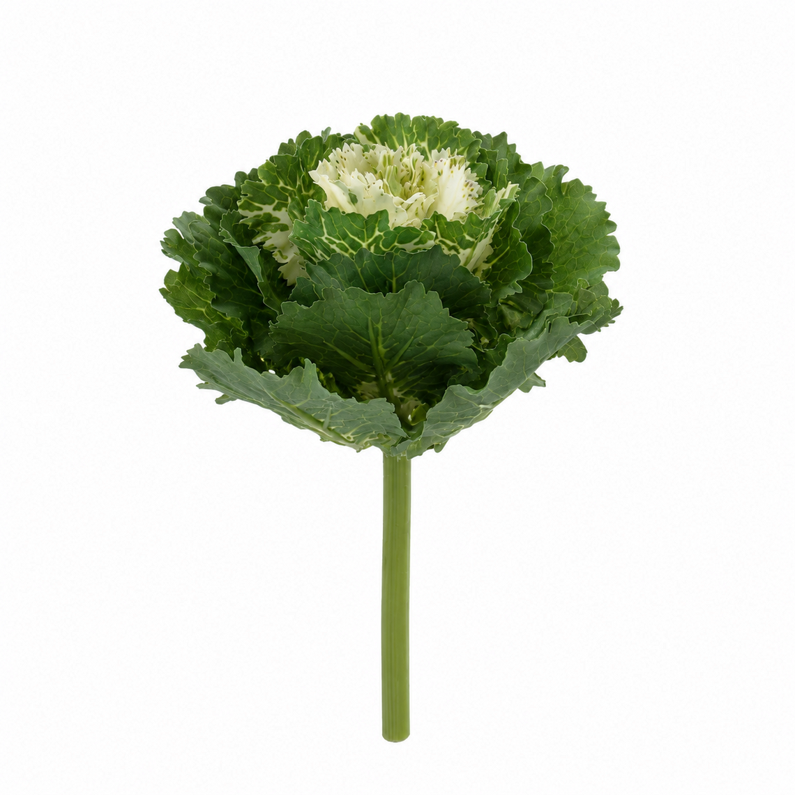 10003PX Cabbage Pick 7.5" PK 12