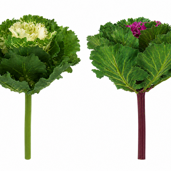 10003PX Cabbage Pick 7.5" PK 12