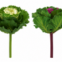 10003PX Cabbage Pick 7.5" PK 12