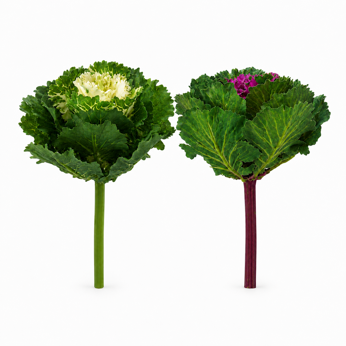 10003PX Cabbage Pick 7.5" PK 12